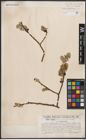 Foto von Salix caprea L.